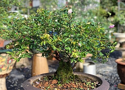 Khu vườn với những gốc hồng bonsai trị giá hàng trăm triệu ở Đà Lạt