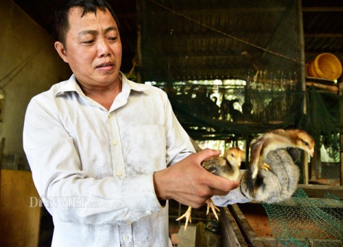 Kiên Giang: Sau dịch tả, nông dân nuôi gà, vịt trên... chuồng lợn