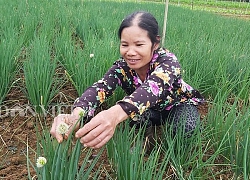 Sơn La: Trồng hành lá xanh mơn mởn, bán dễ dàng, thu nhập cao