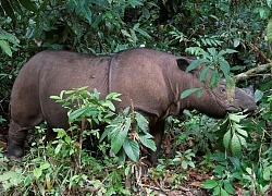 Tê giác Sumatra ở Malaysia tuyệt chủng