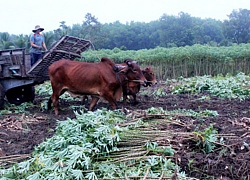 Tìm mỏi mắt không đủ nguồn giống sắn sạch bệnh cho vụ đông xuân