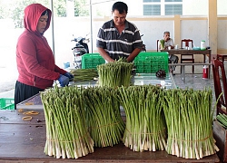 Trồng rau &#8220;vua&#8221;, nho, táo, dân Ninh Phước thu nhiều tiền hơn