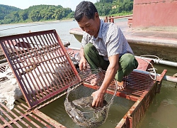 Vay vốn nuôi cá lồng trên sông Lô, nhiều hộ thoát nghèo, khấm khá