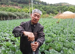 Vùng đất dân làm giàu nhờ trồng những cây bắp cải to tướng