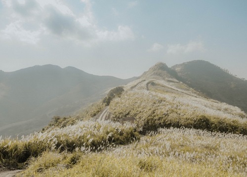 Đẹp ngất ngây 'thiên đường lau trắng' ở Hà Nội