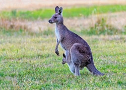 Đi nhảy dù, thanh niên giận tím mặt khi bị kangaroo lao đến đấm &quot;yêu&quot;