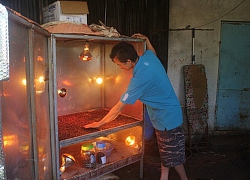 Gắn "sao" cho... cây nhà lá vườn