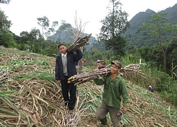 Hiểu luật, nông dân cao nguyên đá bớt tranh chấp