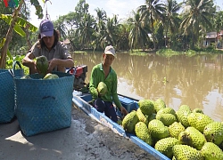 Mãng cầu xiêm đầu vụ giá cao, nhà vườn phấn khởi