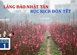 Hà Nội: Làng đào Nhật Tân rục rịch đón Tết