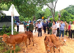 Quảng Bình: Trao 54 con bò giống cho các hộ nghèo đồng bào Vân Kiều