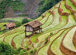 Ruộng bậc thang Mù Cang Chải đẹp hùng vĩ dưới ống kính du khách nước ngoài