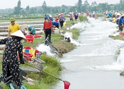 Thái Bình: Mùa rươi, cả làng ra đồng vớt như trẩy hội, thu 20 tỷ