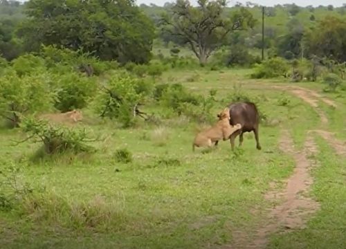 Video: Sư tử chuẩn bị "làm cỗ" trâu rừng, không ngờ bị trâu khác húc tung lên trời