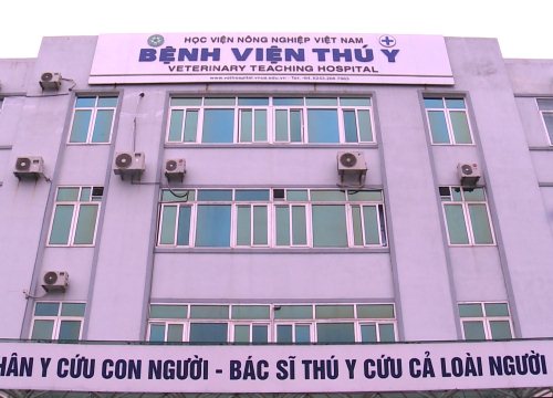 Việt Nam sản xuất thành công 1 triệu liều vắc-xin bệnh tai xanh