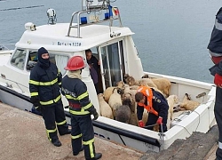 Vụ lật tàu ngoài khơi Romania: nỗ lực giải cứu cừu non không khả thi, tỉ lệ sống sót thấp