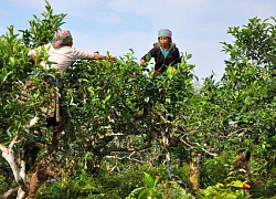 Yên Bái: Đổi thay từ "Chương trình vàng" 135