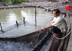 Cà Mau: Dân bắt cá lòi lòi, ốc len đặc sản để khách tới ăn, chơi