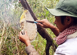 Ghé U Minh Hạ, không ăn 2 đặc sản từ ong này thì thật là thiếu sót