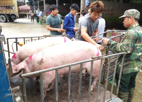 Giá heo hơi hôm nay 2/12: Có nơi bán 80.000 đ/kg, giá thật hay ảo?