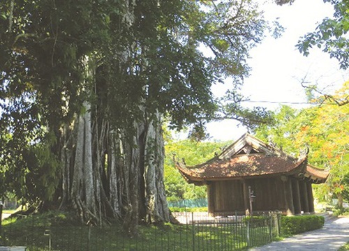 Huyền thoại những loài "mộc tinh" ở cố đô Lam Kinh - Kỳ 1: "Chuyện tình" cụ đa thị nơi sân Rồng