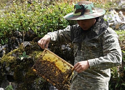 Kỳ công nuôi ong bạc hà trên cao nguyên đá vắt ra mật cực thơm