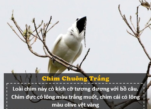 Loài Chim “Ồn Ào” Nhất Thế Giới: Tiếng Kêu Lớn Hơn Nhạc Rock, Gây Hại Cho  Tai Người - Lạ Vui - Việt Giải Trí