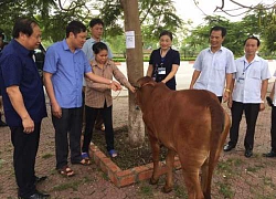 "Ngân hàng bò" trao cơ hội thoát nghèo cho nông dân Kinh Bắc