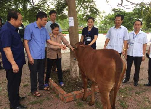 "Ngân hàng bò" trao cơ hội thoát nghèo cho nông dân Kinh Bắc