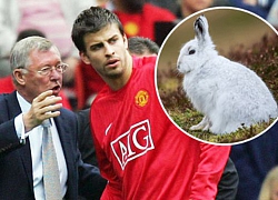 Sir Alex từng phát điên vì chuyện Pique nuôi thỏ