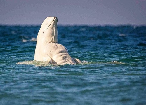 Cá voi trắng beluga "cơ bắp" gây náo loạn, khiến người phát cuồng