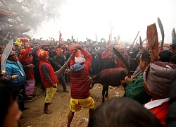 Nepal : 200 người dùng dao, kiếm thảm sát 3.500 con trâu trong khu đất rộng bằng sân bóng đá