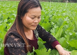 Nơi dân trồng rau cải, xu hào, xà lách tốt tươi, ngày nào cũng có tiền