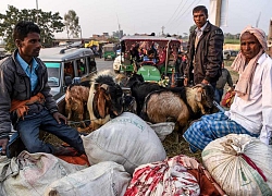 Tín đồ Hindu đổ về lễ hội hiến tế động vật lớn nhất thế giới ở Nepal