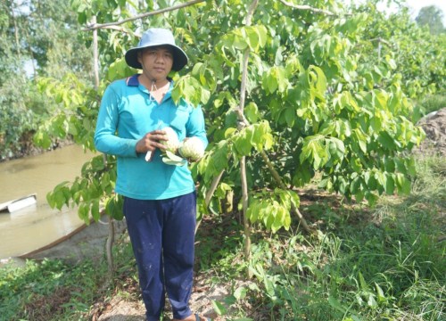 Trai An Giang trồng na Hoàng hậu ra toàn trái "khủng", bán đắt hàng