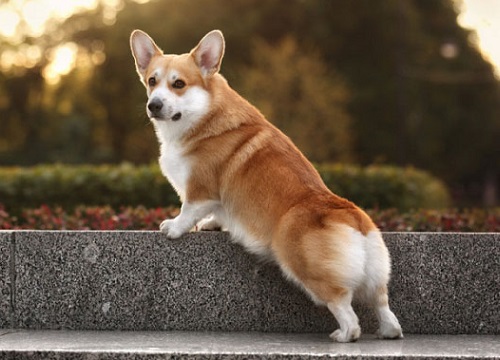 Khoảnh khắc đàn chó Corgi chật vật nối đuôi nhau mò mẫm trong lớp tuyết dày khiến dân mạng thòng tim vì đáng yêu hết nấc