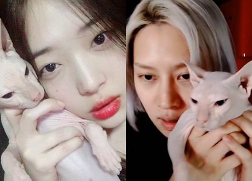 Thành viên Super Junior nhận nuôi mèo của Sulli