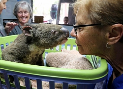 Australia nóng kỷ lục - trên bờ là chảo lửa, dưới biển hóa 'nồi lẩu'