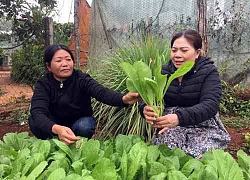 Trồng rau chuyên canh, nông dân ở đây nhanh khá giả