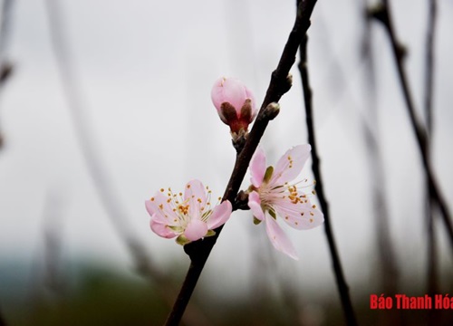 "Chúa đào" nơi thâm sơn cùng cốc