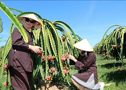 Về Bình Thuận nghe đờn ca tài tử, trải nghiệm vườn thanh long