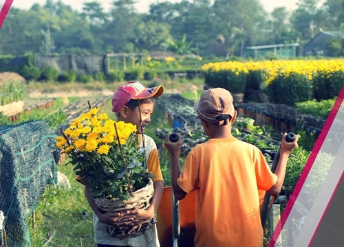 An Giang: Chạy "nước rút" cho mùa hoa Tết