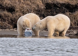 Bức ảnh gây chấn động ở Alaska