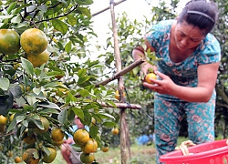 Đồng Nai: Nông dân méo mặt vì cam quýt ê hề, giá rớt thê thảm