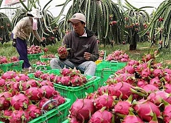 Hàng loạt trái cây giảm giá mạnh do Trung Quốc siết chặt