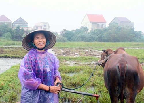 Làng quê vắng bóng thanh niên: Một xã có tới 2.700 người xuất ngoại