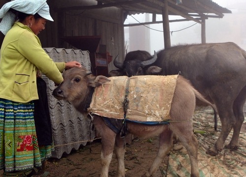 Lào Cai: Chống rét cho đàn gia súc