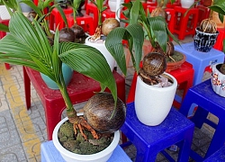 Mãn nhãn bonsai dừa mini siêu độc chơi Tết