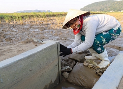 Nông dân quây ruộng bắt rươi