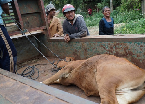 Cám cảnh "bò dự án" ở Gia Lai